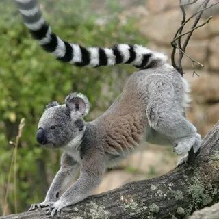 Коала лемур