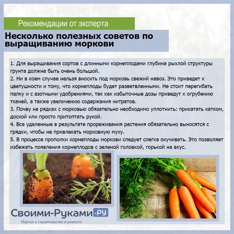 В какое время суток лучше обрабатывать. Агротехника возделывания моркови. Подкормка моркови в открытом. Вырастить морковь. Удобрения необходимые для моркови.