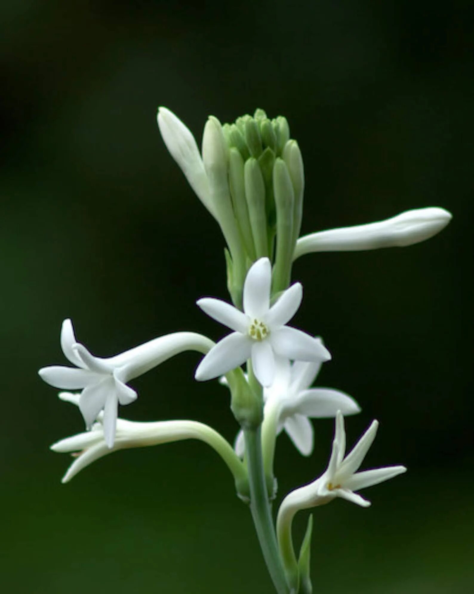 Tuberose. Полиантес Тубероза. Грасская Тубероза. Тубероза Гардения цветок. Полиантес Тубероза Перл.