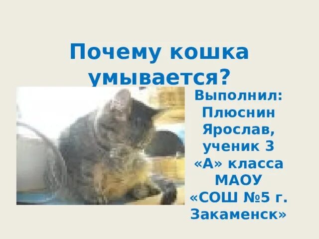 Кошка умывается. Кошка умывается стихи. Почему кошки умываются. Кошка намывает гостей. Кошка умывается примета