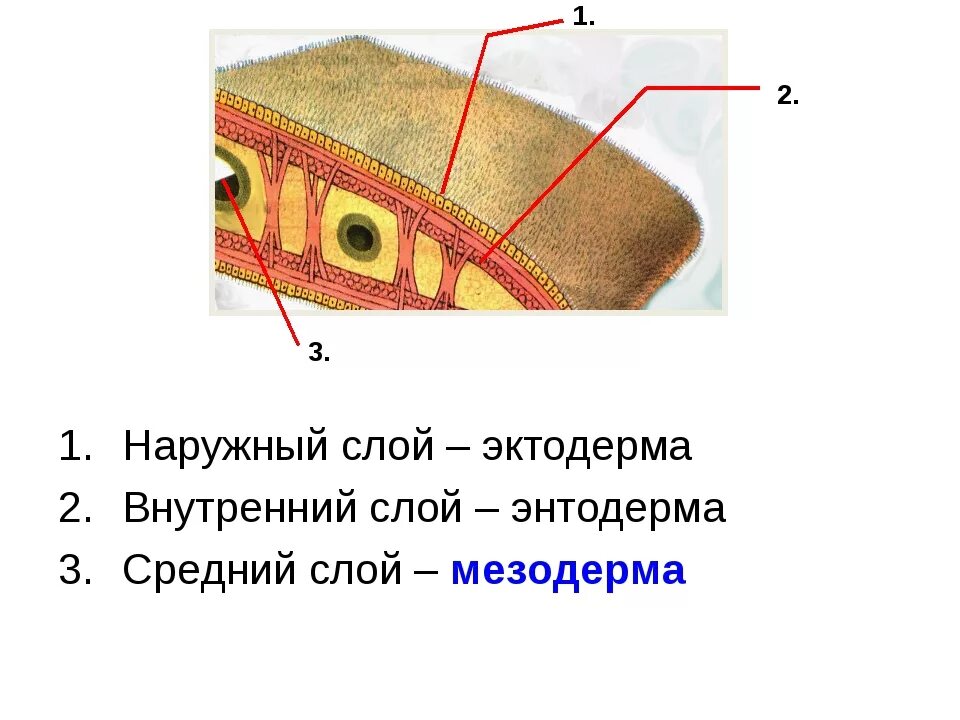 Сколько слоев у плоских