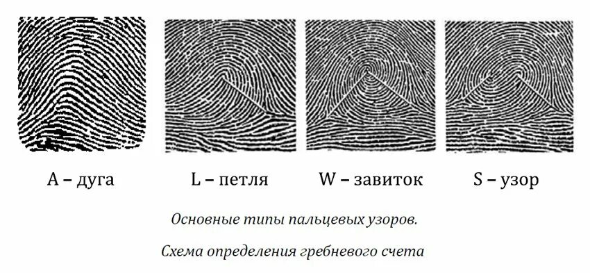 Виды папиллярных узоров. Петлевой тип папиллярных узоров. основные типы дерматоглифических узоров. отпечатки пальцев дуги петли завитки. вид отпечатка пальца петлявой.