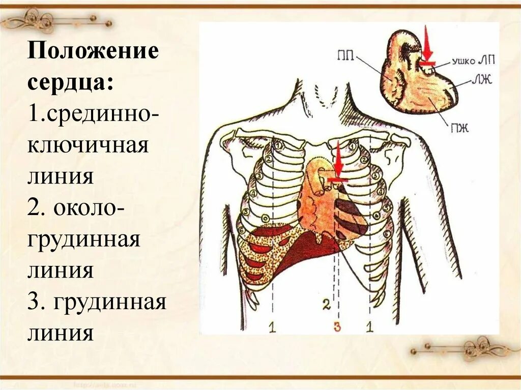 Типы положения сердца. Прложение сердца. положение сердца человека. анатомия человека положение сердца.