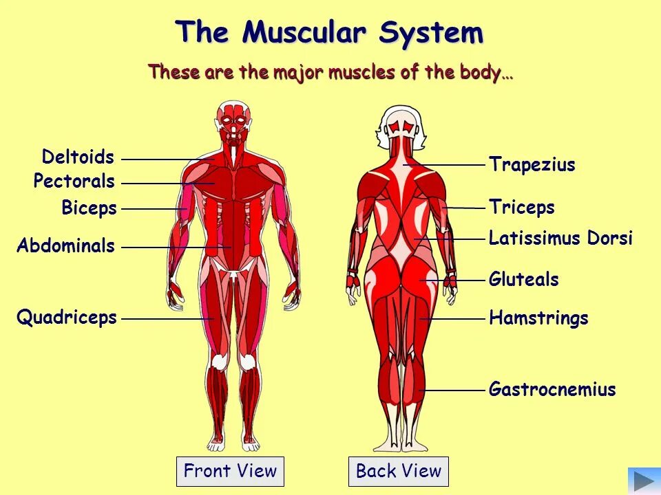 Back to system. Мышечная система. Анатомия и физиология. Физиология гнева. Skeletal muscle Physiology.