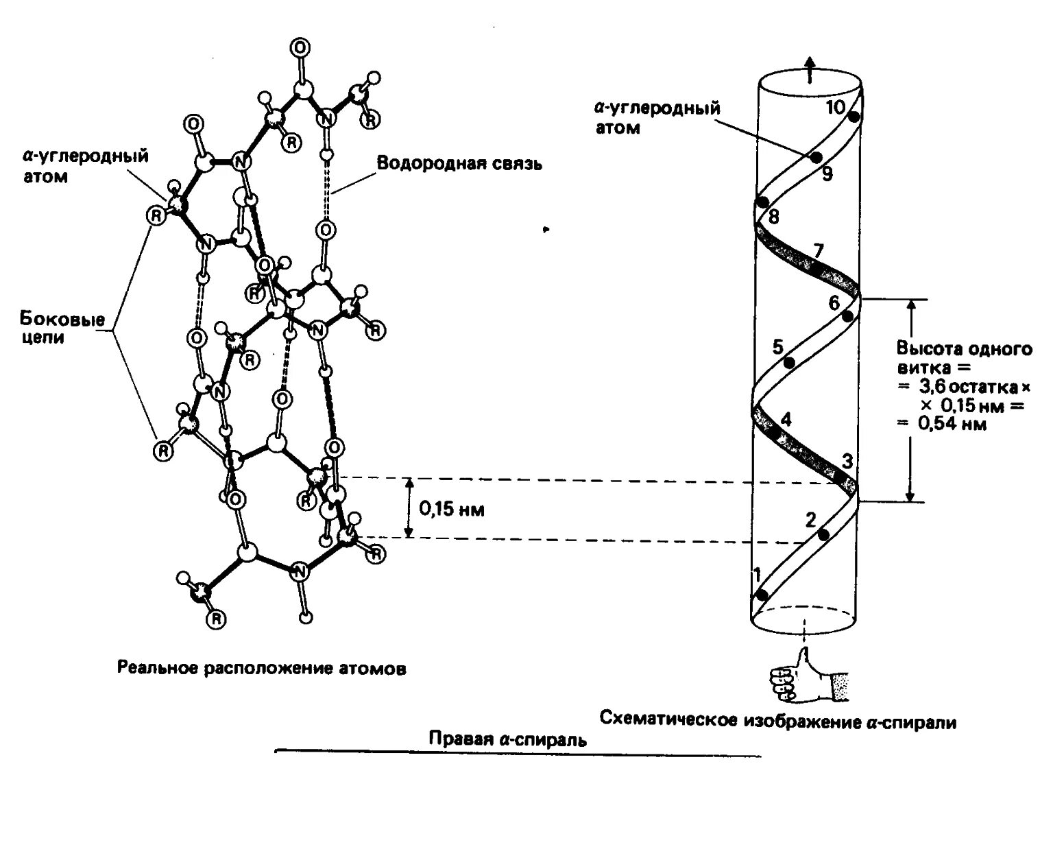 Связи стабилизирующие вторичную структуру днк. Третичная структура белка дисульфидные связи. Вторичная структура белка связи стабилизирующие вторичную структуру. Химические связи стабилизирующие вторичную структуру днк. Водородные связи стабилизирующие вторичную структуру.