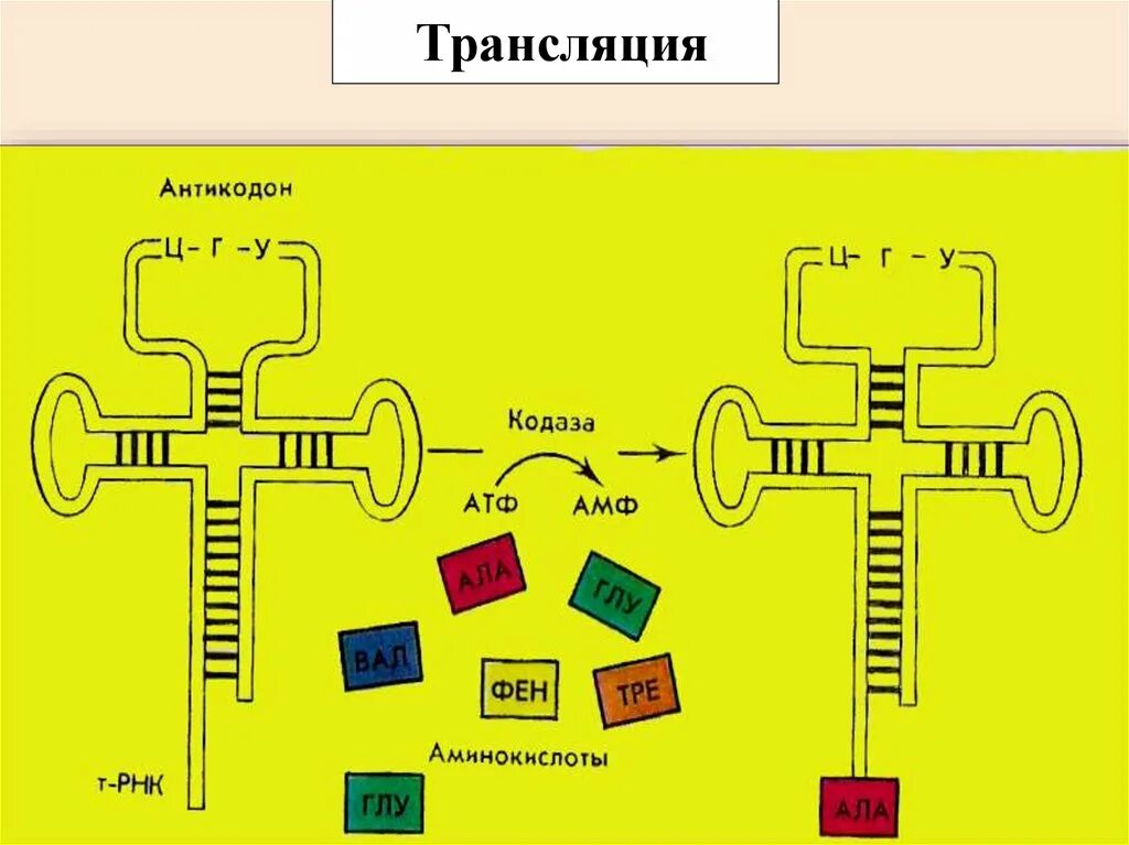 Антикодон т-РНК. Антикодон и аминокислота. Кодаза РНК. Цепь антикодон.