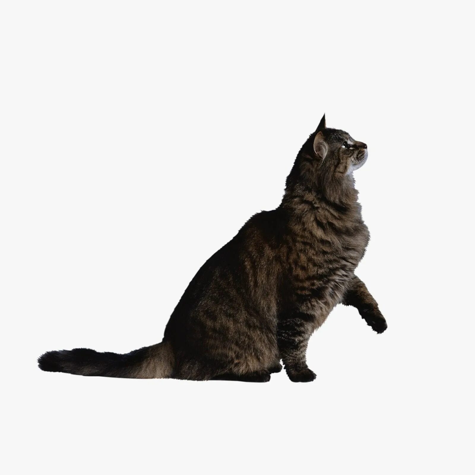 Котик боком. Кот сидит боком. кот сидит в профиль. кошка в полный рост. кошка вид сбоку.