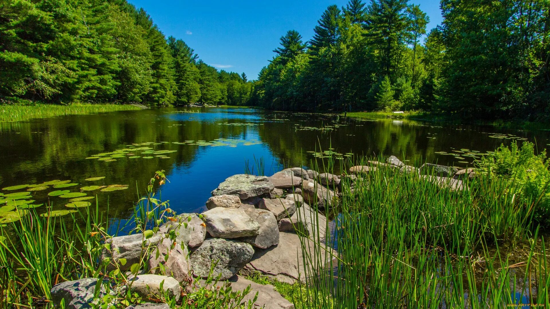 лесное озеро летом. лесное озеро летом. река в лесу. лесное озеро летом. берег озера бологое.