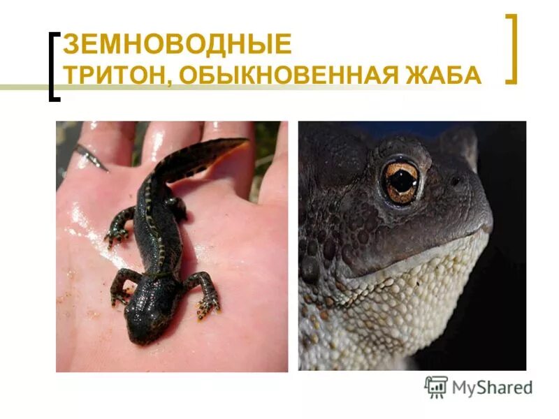 Тритон группа животных. Тритон ящерица. Мексиканский тритон. Обыкновенный тритон. Королевский тритон.