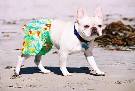 Pet shorts