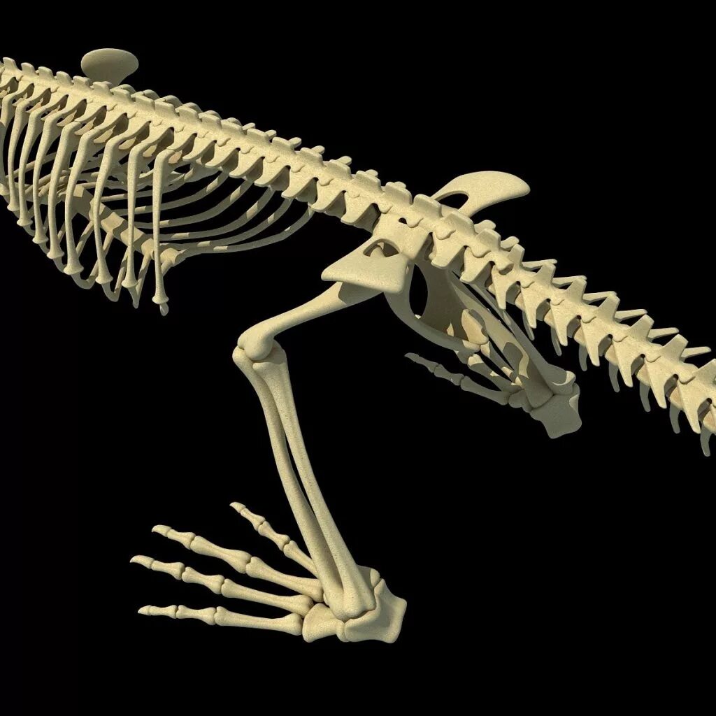 Отделы позвоночника крокодила. Скелет нильского крокодила. Скелет крокодила строение. Позвоночник динозавра. Анатомия крокодила скелет.