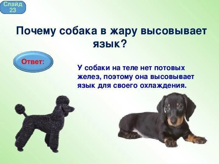 Почему собачка