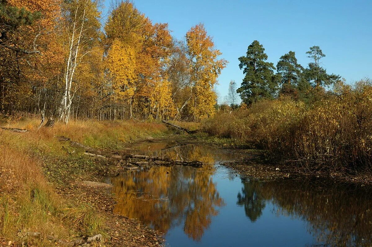 Люди мещеры. Национальный парк Мещера осень. Мещёра национальный парк осенью. Мещера осень Рязанская область. Природа Мещера осень Рязанская обл.