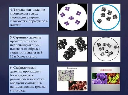 Сарцин