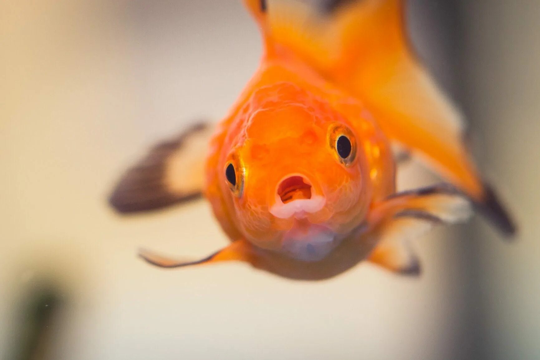 Рыбка открывает рот. Аквариумная рыбка Апельсинка. Золотая рыбка пучеглазая. Золотая рыбка аквариумная.