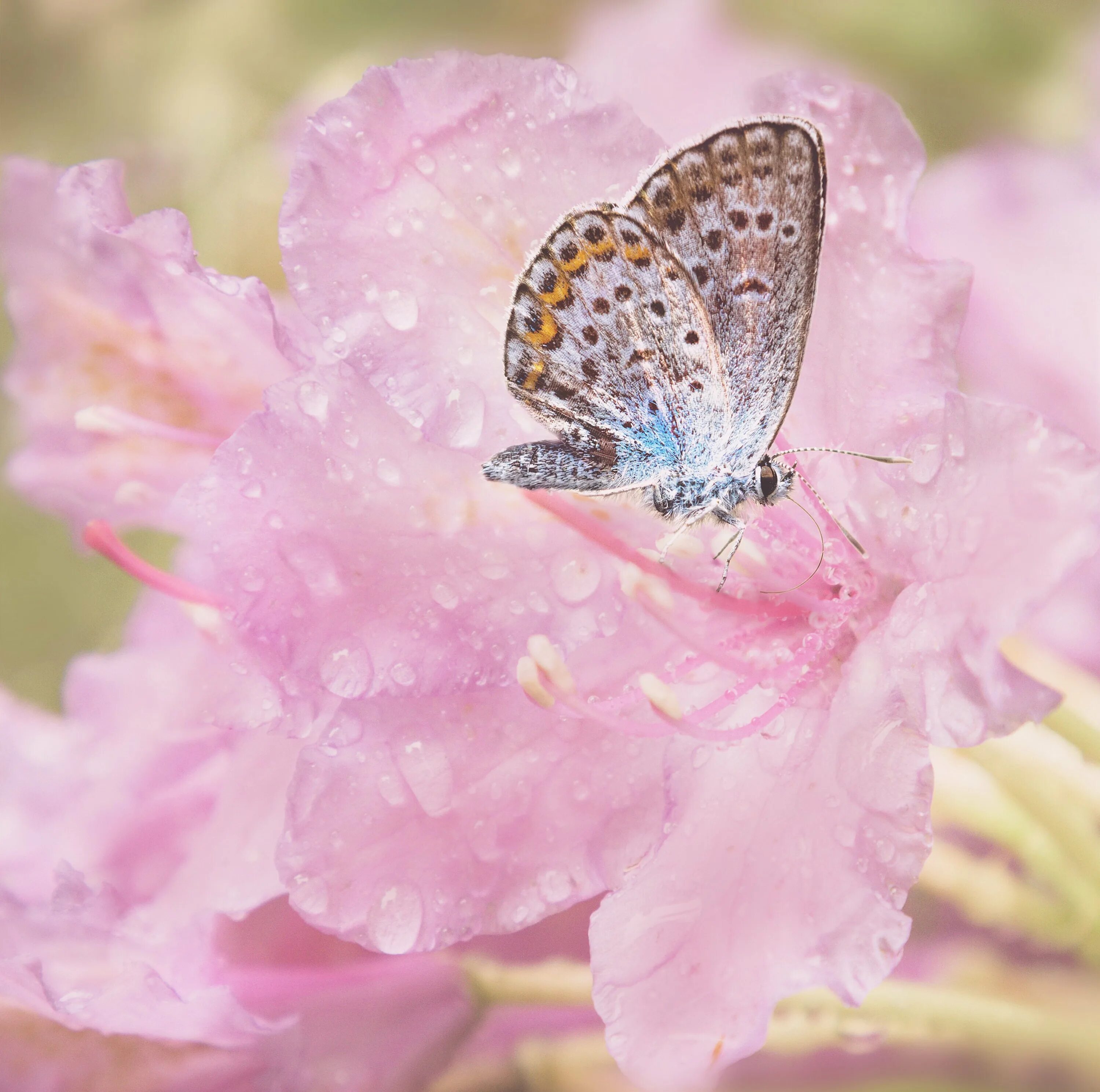 Розовые бабочки. Нежные бабочки. Бабочки нежно розовые. Бабочки розового цвета. Белая розовая бабочка
