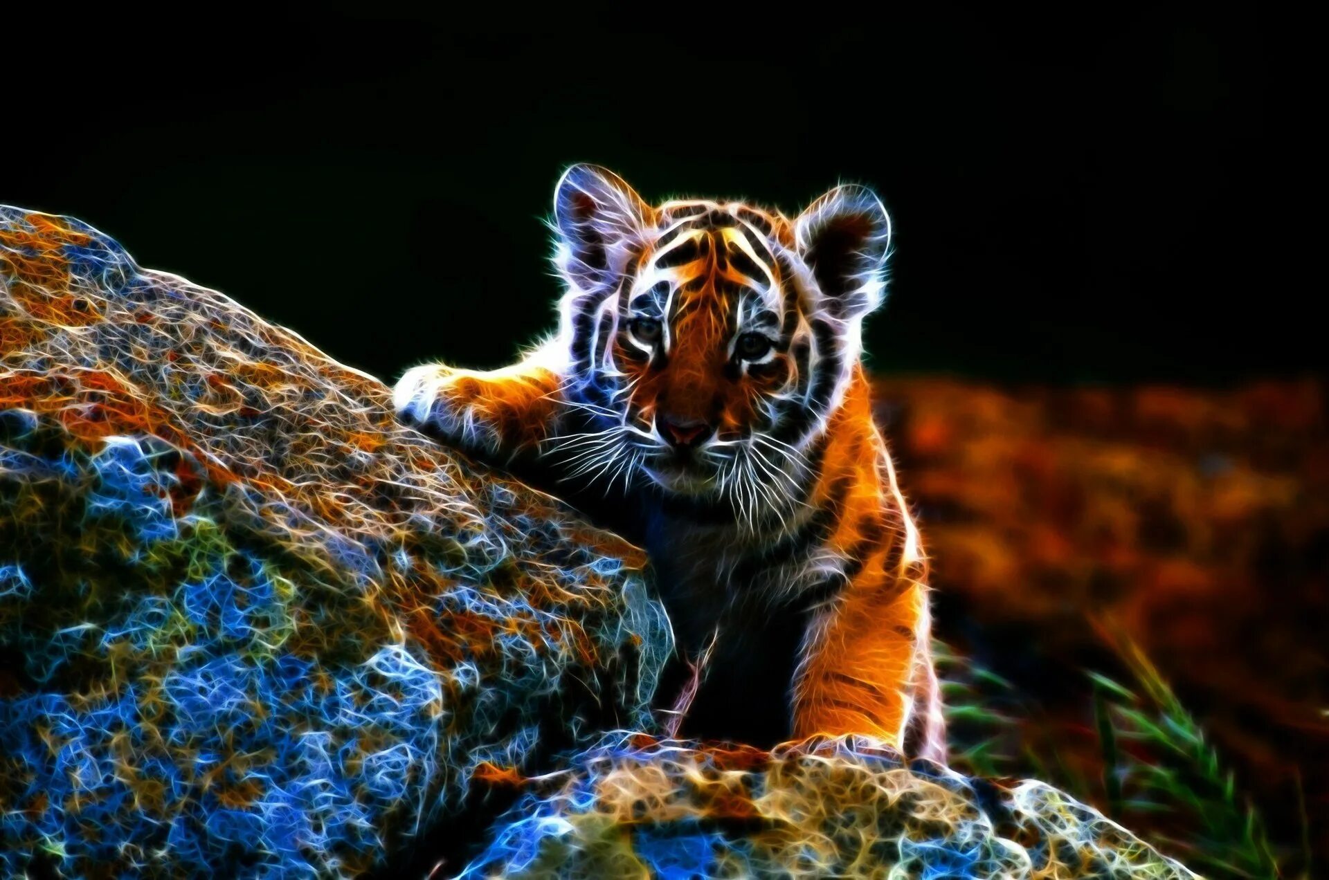 Установить картинку. Красивый тигр. Тигрята. Самые красивые тигры. Тигренок.