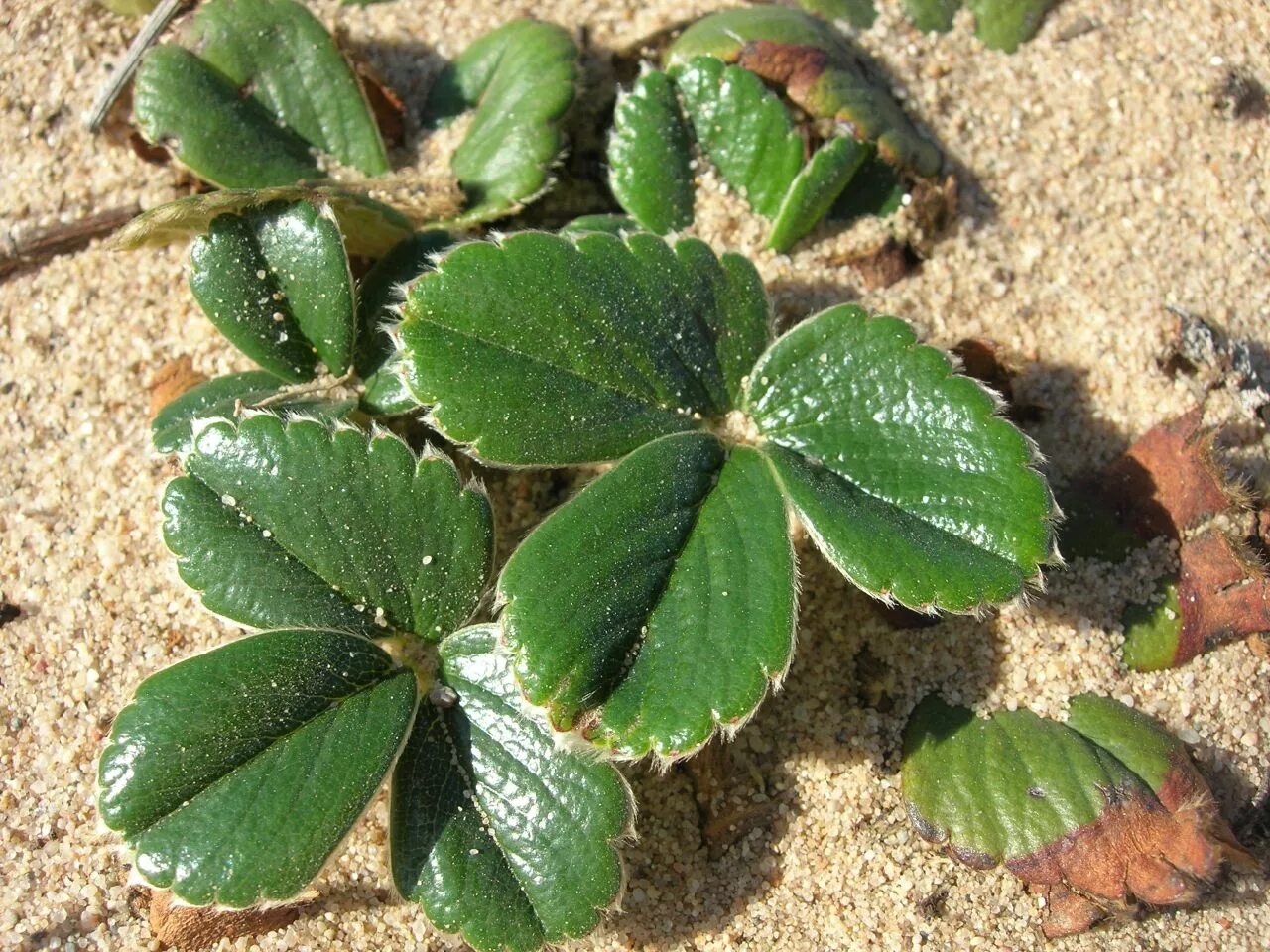 Земляничная нематода листья. Нематода на землянике. Fragaria chiloensis. Стеблевая нематода клубники.