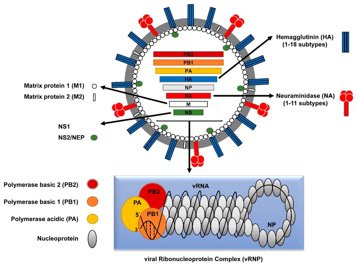 Грипп н5. Нуклеопротеин вируса гриппа. Influenza virus structure. Вирус гриппа строение РНК. Сегменты вируса гриппа микробиология.