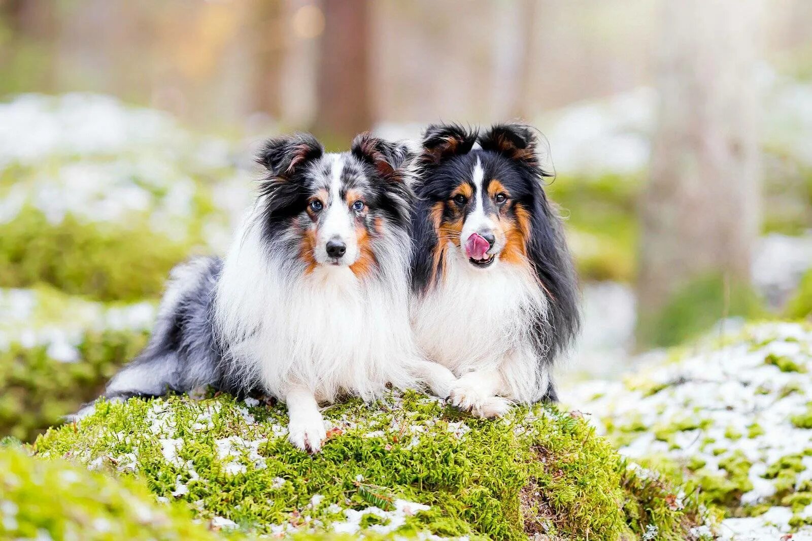 Собака шелти, шетландская овчарка. Маленькая колли шелти. Колли шелти собака. Мини колли шелти. Мини колли шелти.