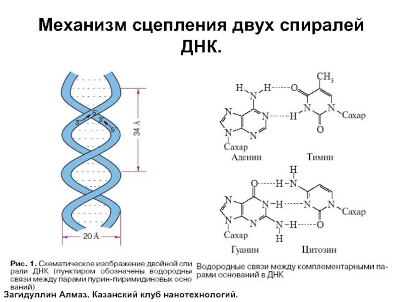 Двойная спираль молекулы ДНК. Водородные связи в ДНК. ДНК формула. Двойная спираль ДНК водородная связь.