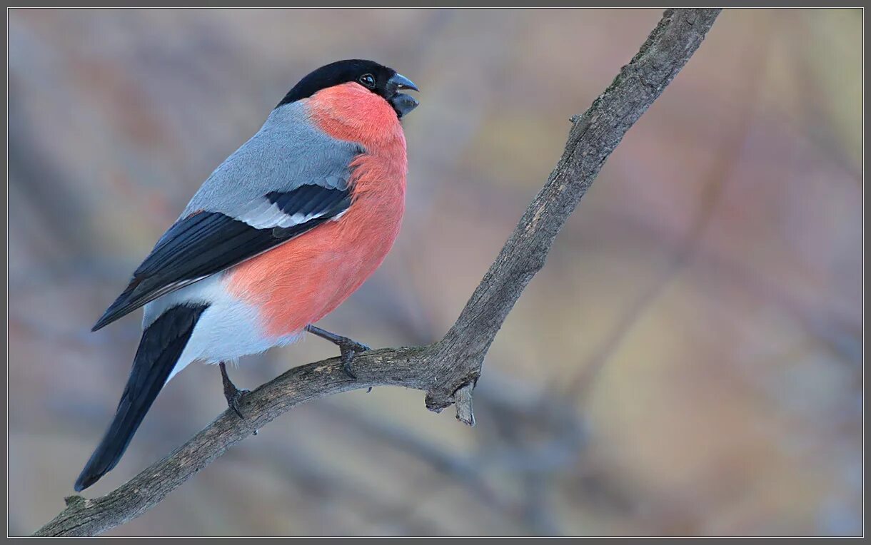 Снегирь птица. Снегирь папа. Снегирь самка и самец. Желтогрудый снегирь. Серогрудый снегирь.
