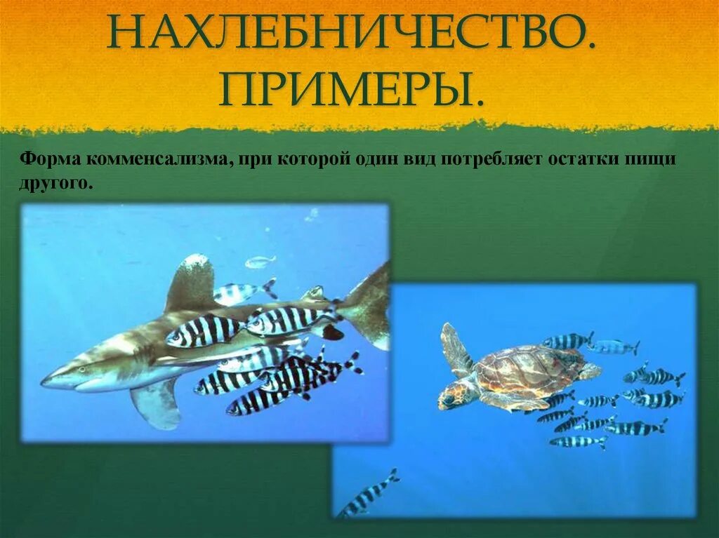 Нахлебничество примеры животных. Нахлебничество. нахлебничество примеры растений. примеры нахлебничества в биологии.