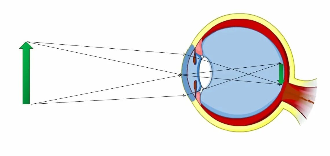 3 оптическая система глаза. Оптическая система глаза физика. Оптическая система глаза хрусталик. Ход лучей в глазу физика оптика. Оптическая система глаза строение глаза физика.