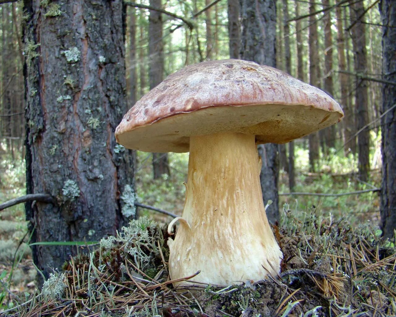 Подосиновик у осин. Подосиновик у осин. Осина и подосиновик. Опята и подосиновики. Обабок дубовый гриб.