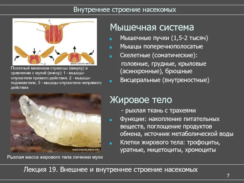 Мышечная система насекомых. Жировое тело насекомых функции. Строение мускулатуры насекомых. Внутреннее строение насекомых.