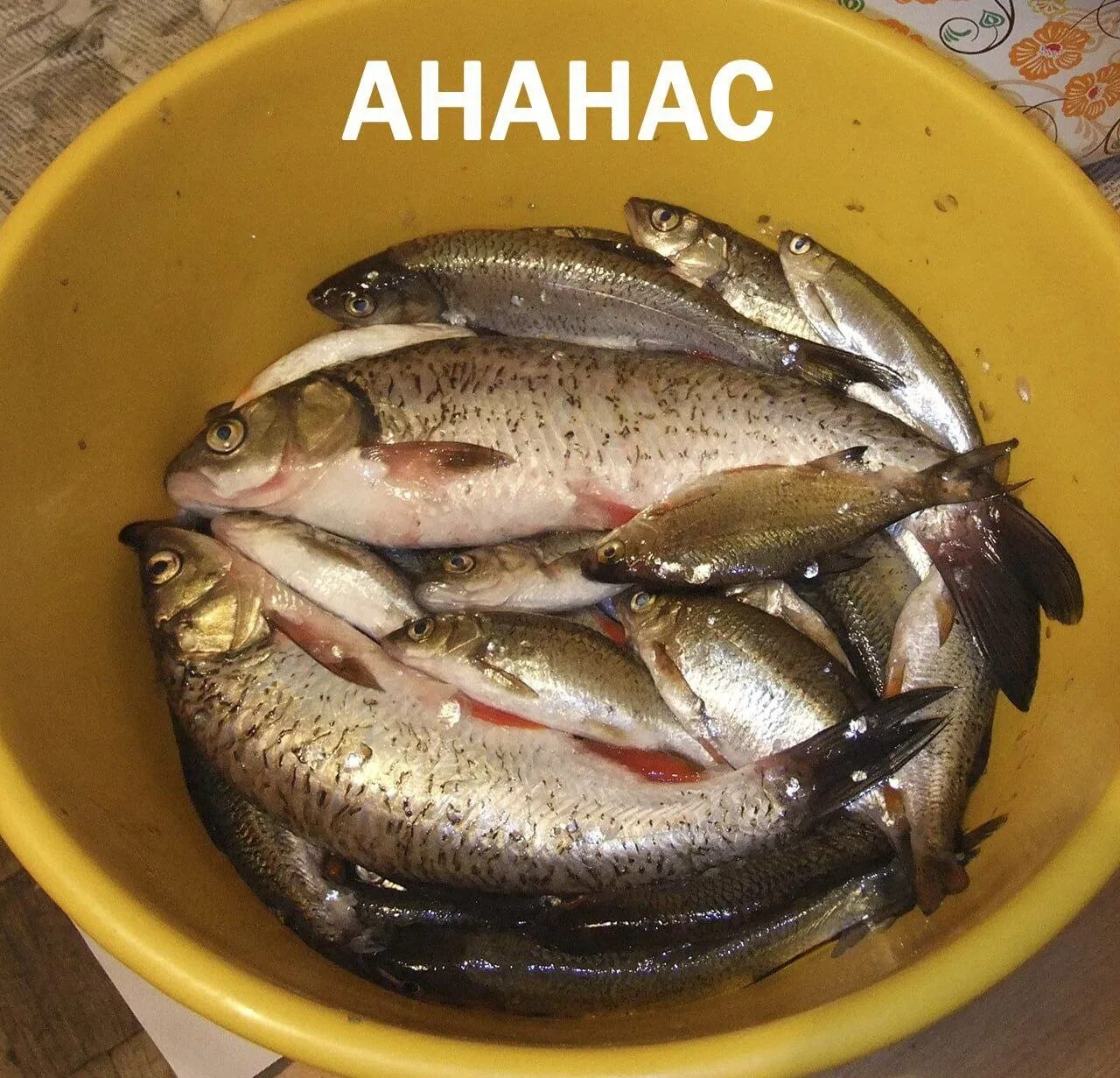 улов щук в ведре. лещ в тазике. живец окунь сорожка. рыба карась. сорожка и подлещик.