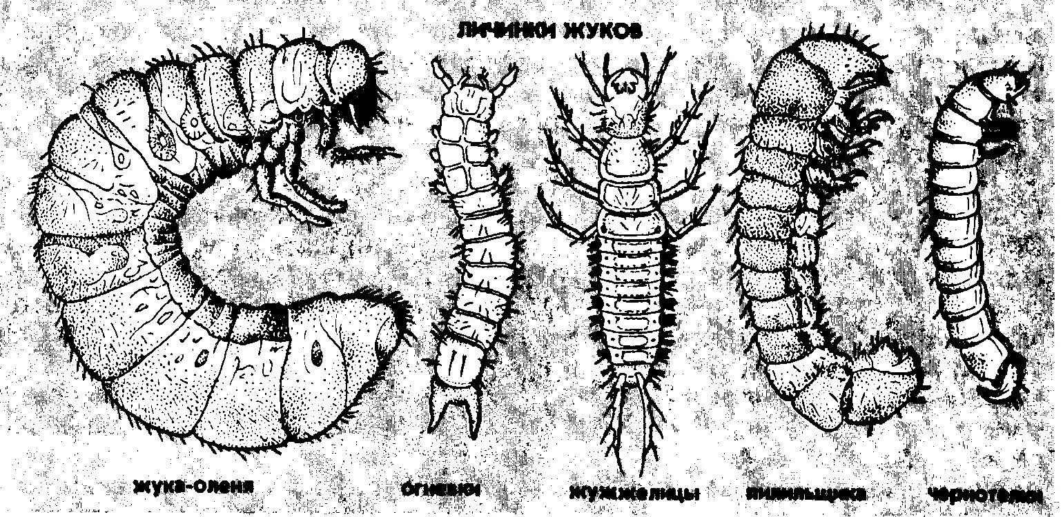 Личинки насекомых описание. Камподеовидная личинка жука плавунца. Личинка БЕЗГОЛОВКА. Камподеовидные личинки Жуков. Типы личинок животных.