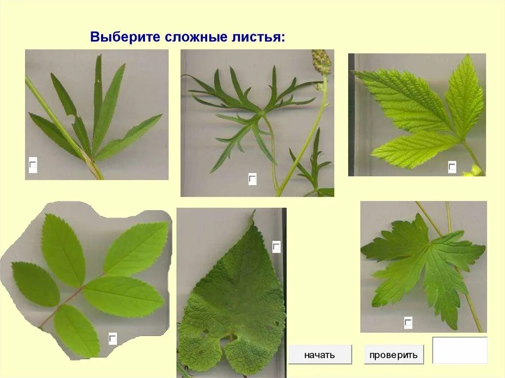 Простой сидячий лист. Растения с сидячими листьями. Сидячий лист фото. Сложный лист фото.