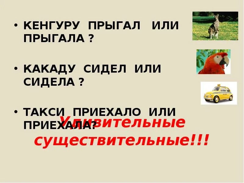 Определите род существительных какаду. Род существительных кенгуру. Кенгуру род существительного. Кенгуру какой род. Кенгуру род слова.