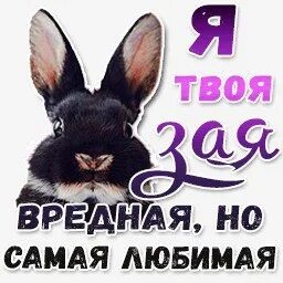 Ах ты моя зая почему
