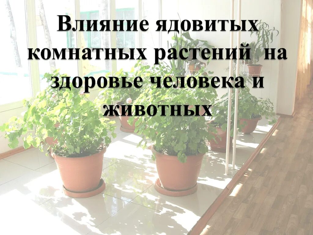 Домашние цветы опасные для людей. Ядовитые комнатные растения. Комнатные цветы вредные для здоровья. Человек и комнатные растения. Влияние комнатных растений на здоровье человека.