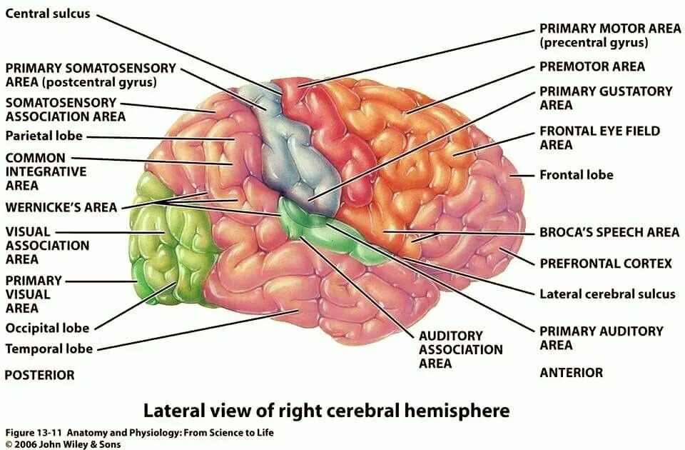 Lower regions. Functional areas of the cerebral Cortex. Cerebral Cortex gyrus. Латерал мозг.