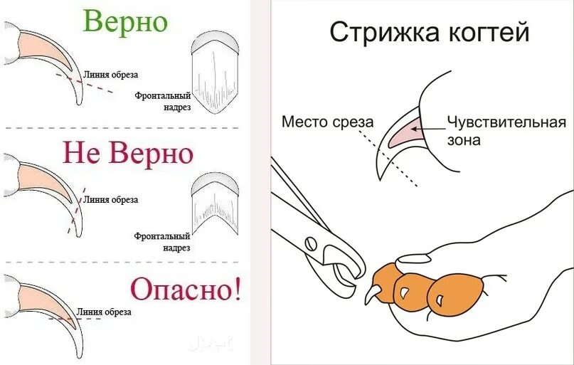 Можно стричь ногти кошки. Подстричь когти кошке схема. Правильно обрезать когти кошке. Как правильно подстричь когти коту в домашних условиях. Как подстричь когти собаке когтерезкой.