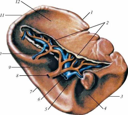 Вещество селезенки. Строение селезенки анатомия. Поверхности селезенки анатомия. Строение селезенки на латинском.