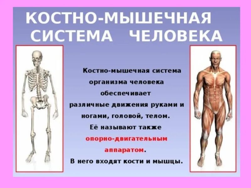 Какие органы обеспечивают движение человека. Костно-мышечная система человека. костер мышечная система. *косномышичноя система. органы костно мышечной системы.