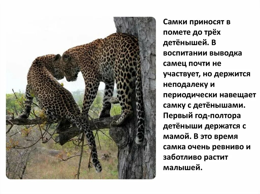 Признаки сильного самца