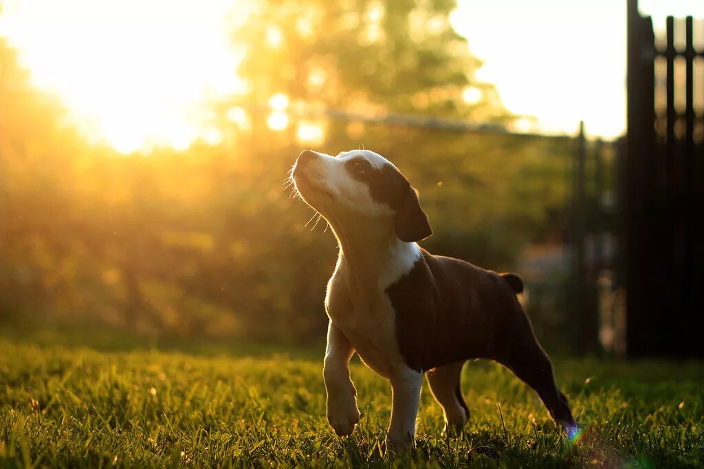 Звери под солнцем. Собака на солнце. Собака в солнечных лучах. Собака в лучах солнца. Щенок на солнце.