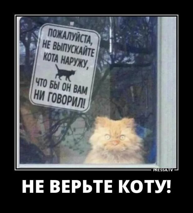 Не верь коту он ел. Не верь коту. картинка не верь коту. не верьте коту.