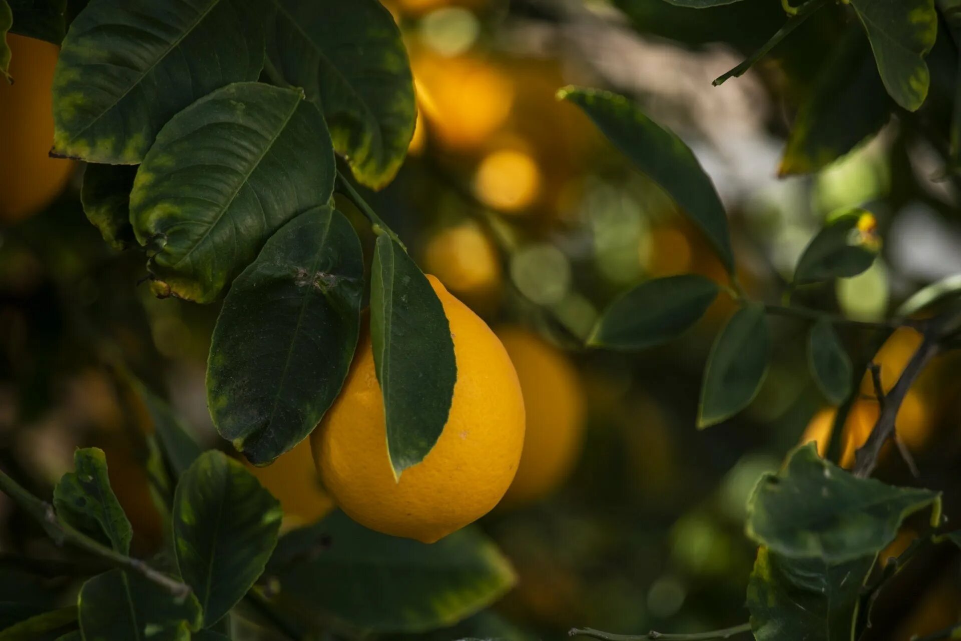 Маленькое лимонное дерево. Каламондин дерево. Лимон Lemon дерево листья. Лимон кустарниковый. Фрукты на деревьях.