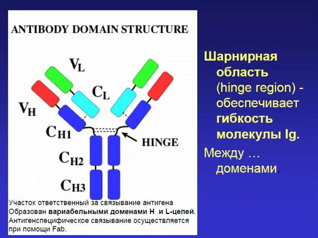 Шарнир иммуноглобулина. Молекула иммуноглобулина. Шарнирная область. Шарнирная область иммуноглобулина. Иммуноглобулин натощак