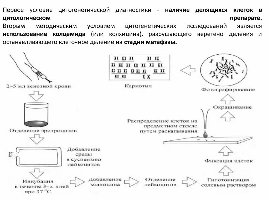 Какие методы используют для цитогенетического исследования. Цитогенетический метод методика приготовления препарата. цитогенетический метод схема. цитогенетический метод изучения наследственности. этапы цитогенетического метода.