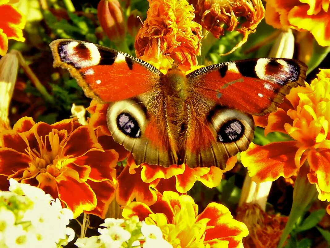 Живой крас. Бабочка на бархатцах. Бабочка порхает над цветком. Бабочки на конкурс. Живая красота.