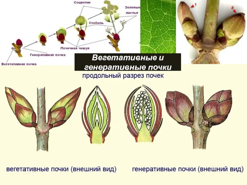 Побег вырастающий из почки. Строение генеративной почки побега. Строение генеративной почки. Вегетативная и генеративная почка. Строение вегетативной и генеративной почки.