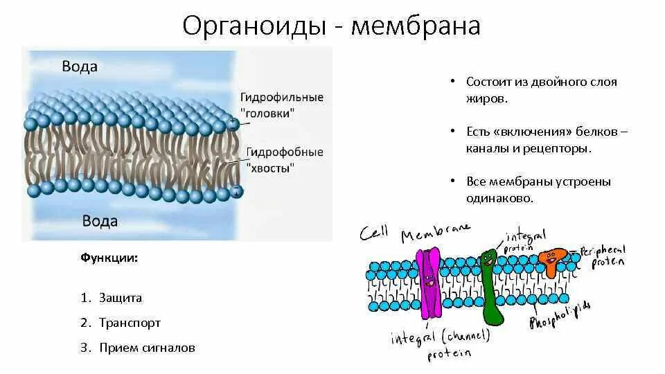Состоят из 1 слоя клеток. Плазматическая мембрана строение органоида. Строение органоида мембраны. Мембраны органелл строение. Мембрана гидрофильные головки.