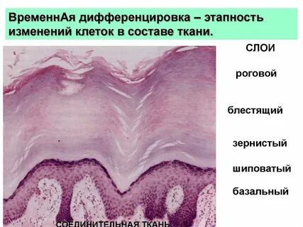 Дифференцировка тканей зародыша
